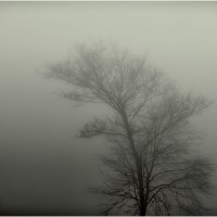 Nebel - Bild 250/365